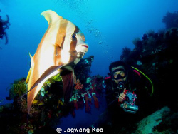 Bat Fish & Diver by Jagwang Koo 